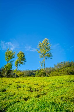 Güzel Yeşil Çay plantasyon, Munnar, Hindistan