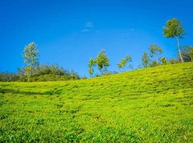 Güzel Yeşil Çay plantasyon, Munnar, Hindistan
