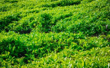 Taze yeşil çay yaprakları yakın çekim
