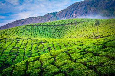 Güzel Yeşil Çay plantasyon, Munnar, Hindistan