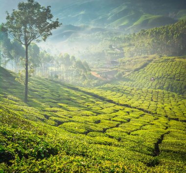Güzel Yeşil Çay plantasyon, Munnar, Hindistan
