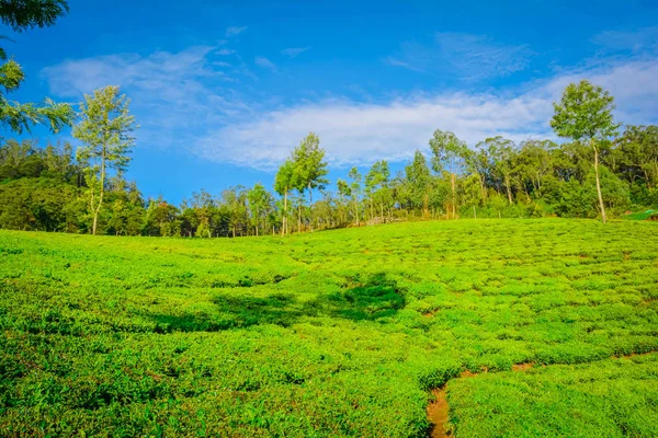 Hermosa Plantación Verde Munnar India — Foto de Stock
