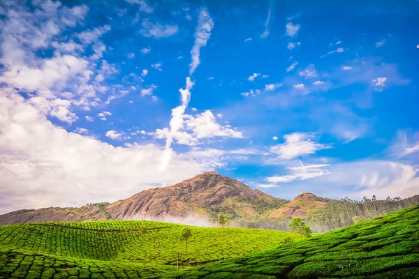 Piękna Plantacja Zielonej Herbaty Munnar Indie — Zdjęcie stockowe