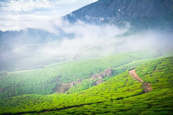 Плантация Зеленого Чая Муннар Индия — стоковое фото