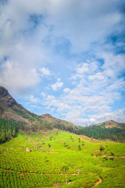 Linda Plantação Chá Verde Munnar Índia — Fotografia de Stock