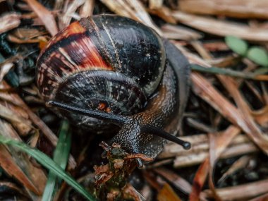 Çok renkli bir kabuktaki bir salyangoz kameraya döndü ve anteni düzeltti.
