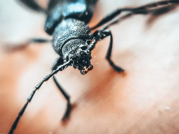 Black Beetle Creeps Wooden Background Macro Photo Insect — Stock Photo, Image