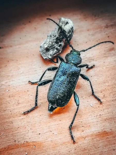Black beetle creeps on a wooden board near a stone, macro photo of an insect.