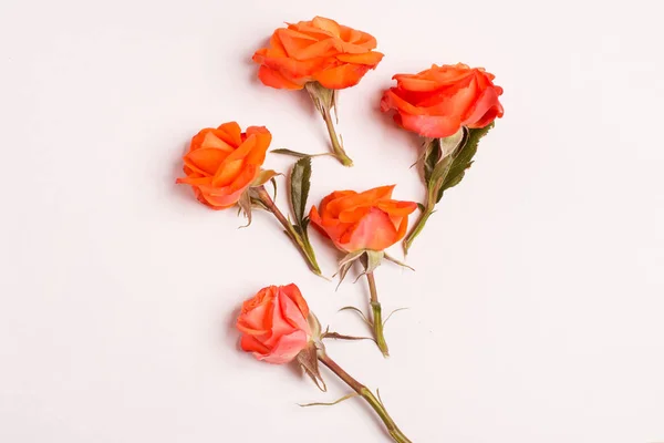 Composición de rosas — Foto de Stock
