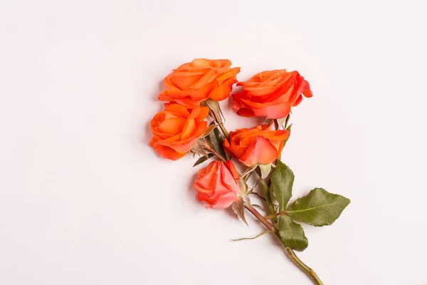 Composición de rosas — Foto de Stock