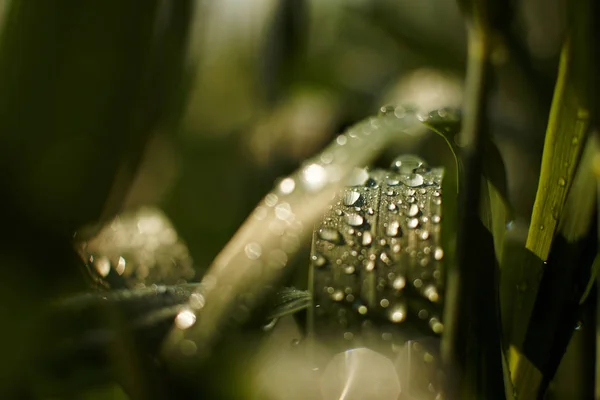 drops of dew on leaves