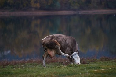 Çayırda otlayan inek. 