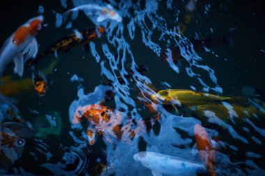 Bir akvaryum renkli balık