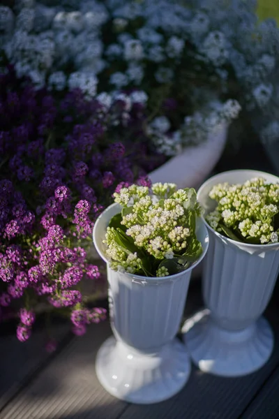 Flores silvestres blancas en macetas blancas en la calle — Foto de Stock