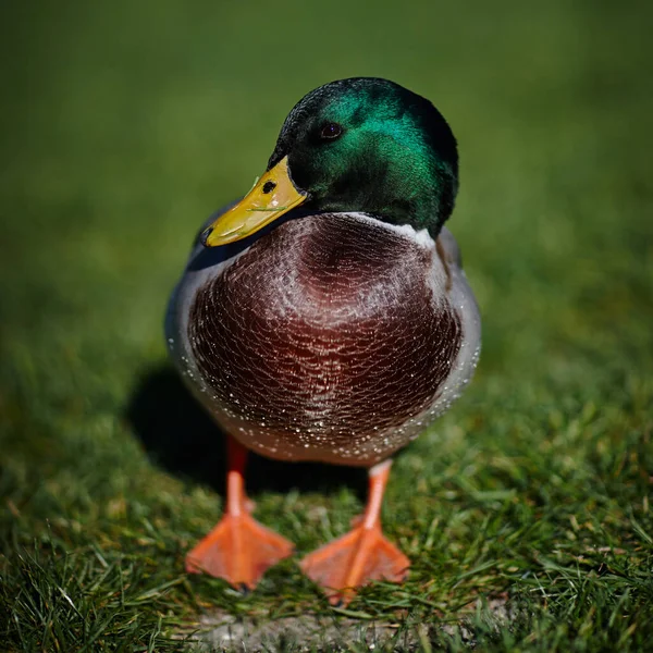 Duck sit under the sun on green grass — Stock Photo, Image