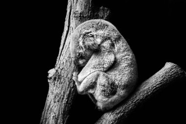 Koala Sleeping on a tree clipart