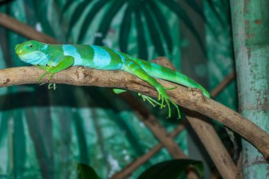 Yeşil kertenkele bir ağaç üzerinde dinlenme