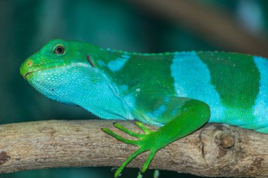 Yeşil kertenkele bir ağaç üzerinde dinlenme