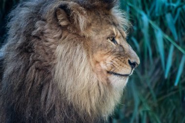 Bir Aslanın Portresi