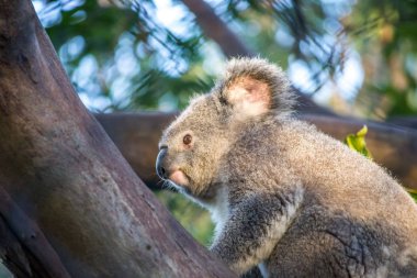 bir ağaç üzerinde Koala
