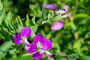 Mor bir çiçeğin ayrıntıları
