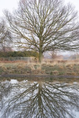 Bulutlu bir günde ağaç ve suda refleksleri