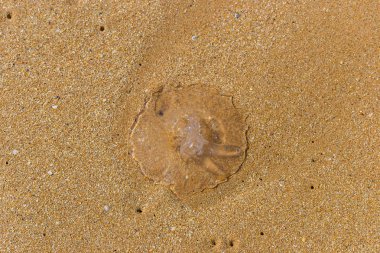 Kum üzerinde Şeffaf Yellowfish