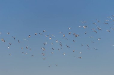 üzerinde gökyüzü uçan kuşlar