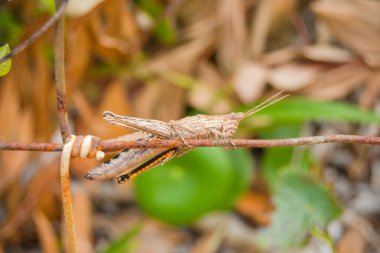 Vahşi üzerinde kriket böceği