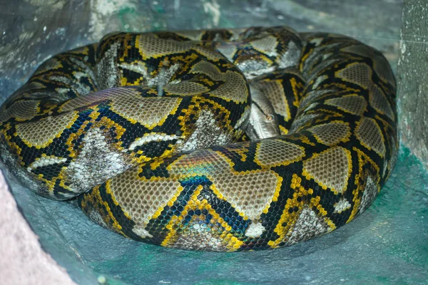 黑色和黄色的蛇 — 图库照片