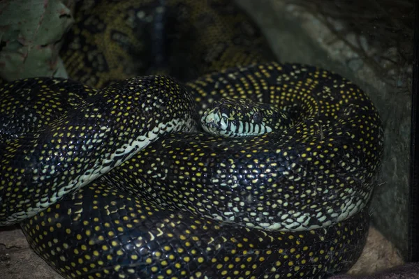 Serpiente Negra Amarilla — Foto de Stock