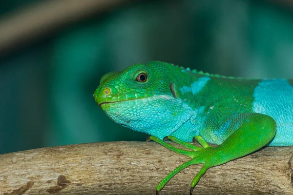 Yeşil kertenkele bir ağaç üzerinde dinlenme