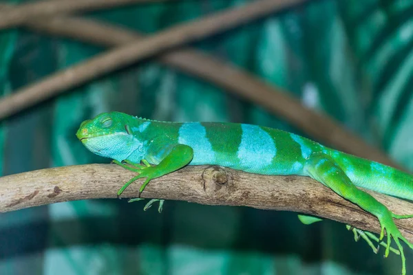 green lizard resting on a tree