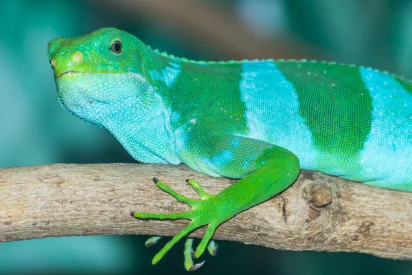 Yeşil kertenkele bir ağaç üzerinde dinlenme