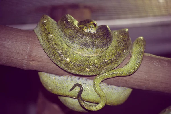 Serpente Verde Descansando Uma Árvore — Fotografia de Stock