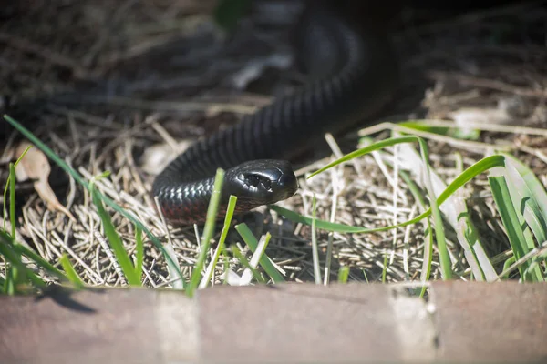 Serpiente Negra Hierba — Foto de Stock