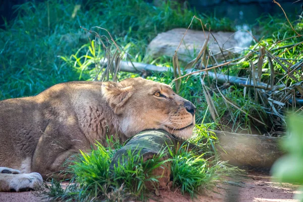 León Descansando Sobre Hierba — Foto de Stock