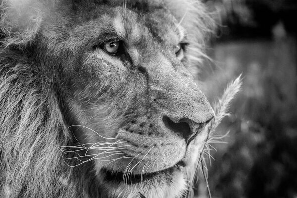 Portrait of a lion in black and white