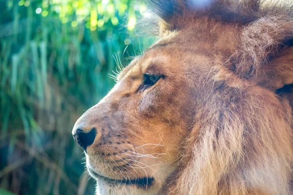 Retrato León — Foto de Stock