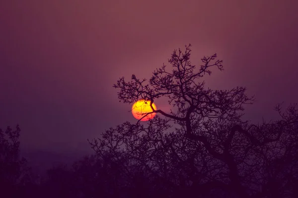 Sun Tree — Stock Photo, Image