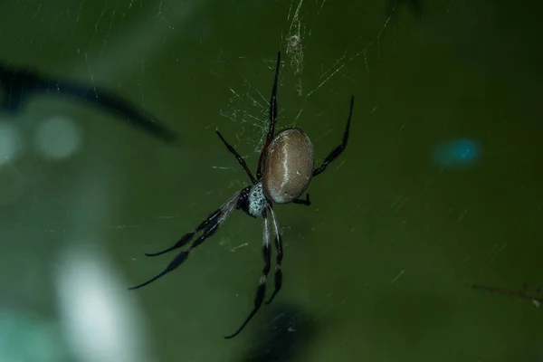 Araña Web — Foto de Stock