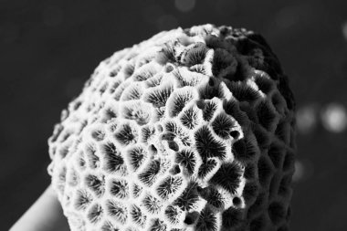 mercan bir kaya yakın