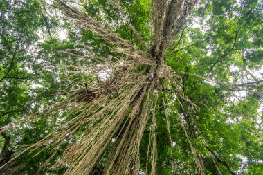 Bir ormanda dipten büyük ağaç