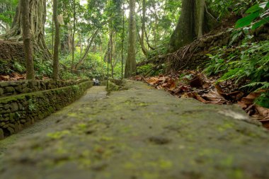 Bitki örtüsü yle dolu bir ormanın manzarası