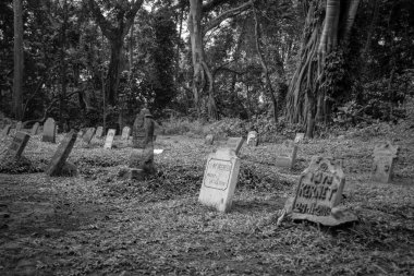 Ormanda bir çimento peyzaj