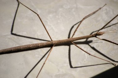 appartment katta sopa böcek