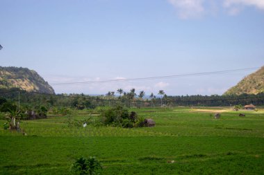 Bali yeşil doğa Manzara
