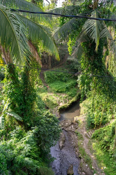 Bosque Con Mucha Vegetación Ubud — Foto de Stock