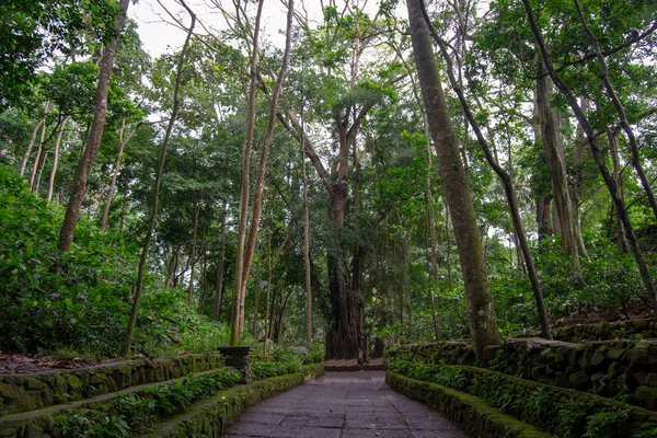 Paisaje Bosque Ubud — Foto de Stock