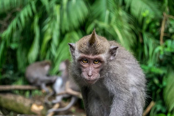 Portret Van Een Kleine Makaak — Stockfoto